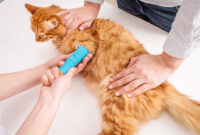 Cara Mengatasi Kucing Keseleo Tips dan Trik untuk Merawat Kucing Kesayangan Anda